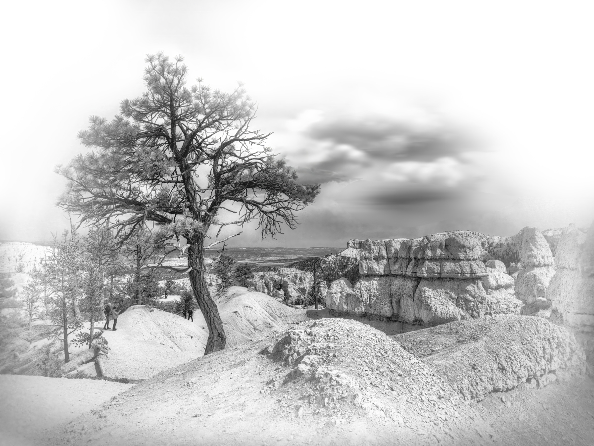 Drzew w Bryce Canyon