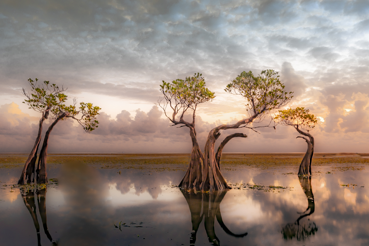Dancing Trees