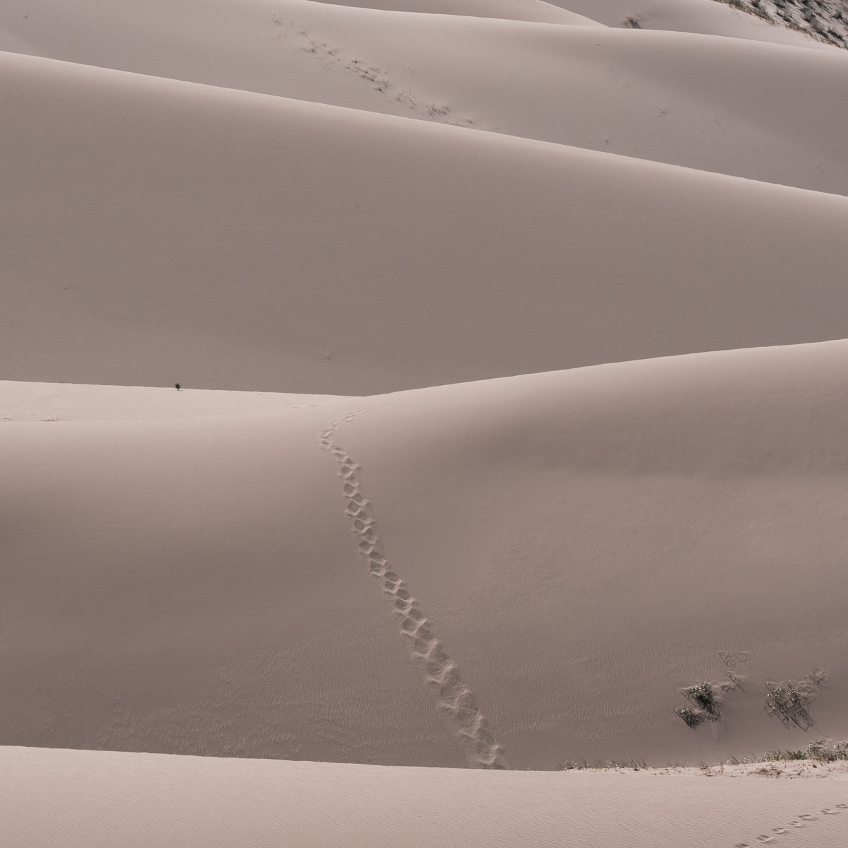 Footprints in the endless dunes
