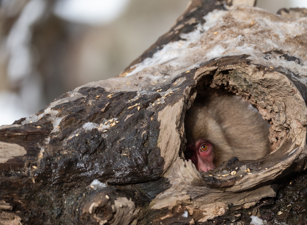 The Monkey’s Glance