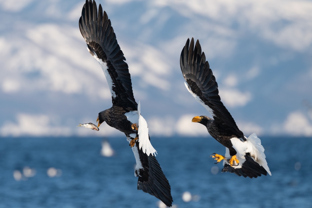 When the 2 are fighting, The 1 lucky fish wins !