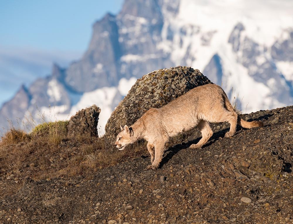 The King of the chilean pampa