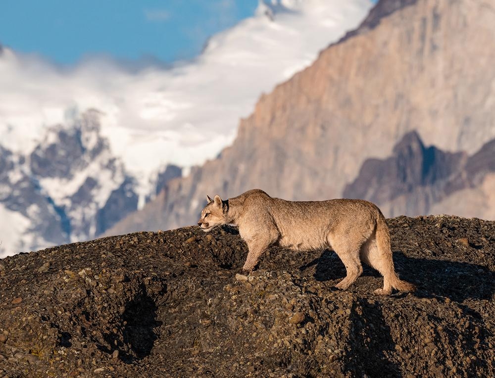 The King of the chilean pampa