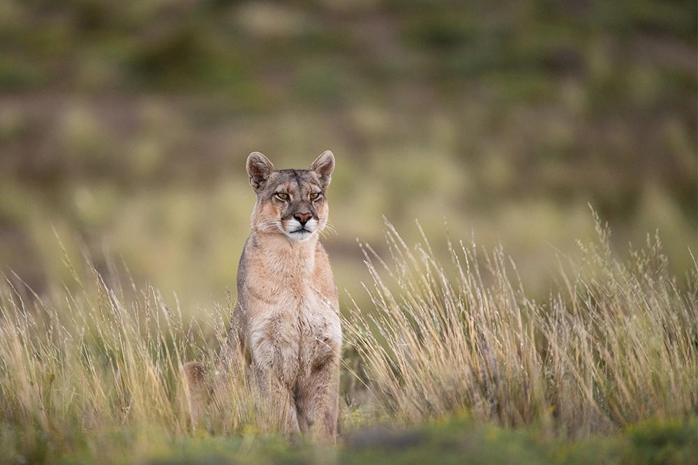 The King of the chilean pampa