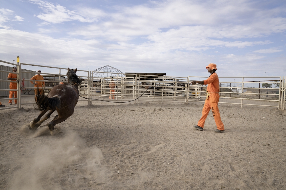 Tamed - the wild horses teaching jailbirds how to tame themselves