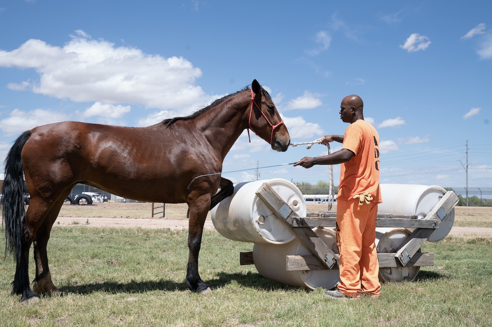 Tamed - the wild horses teaching jailbirds how to tame themselves