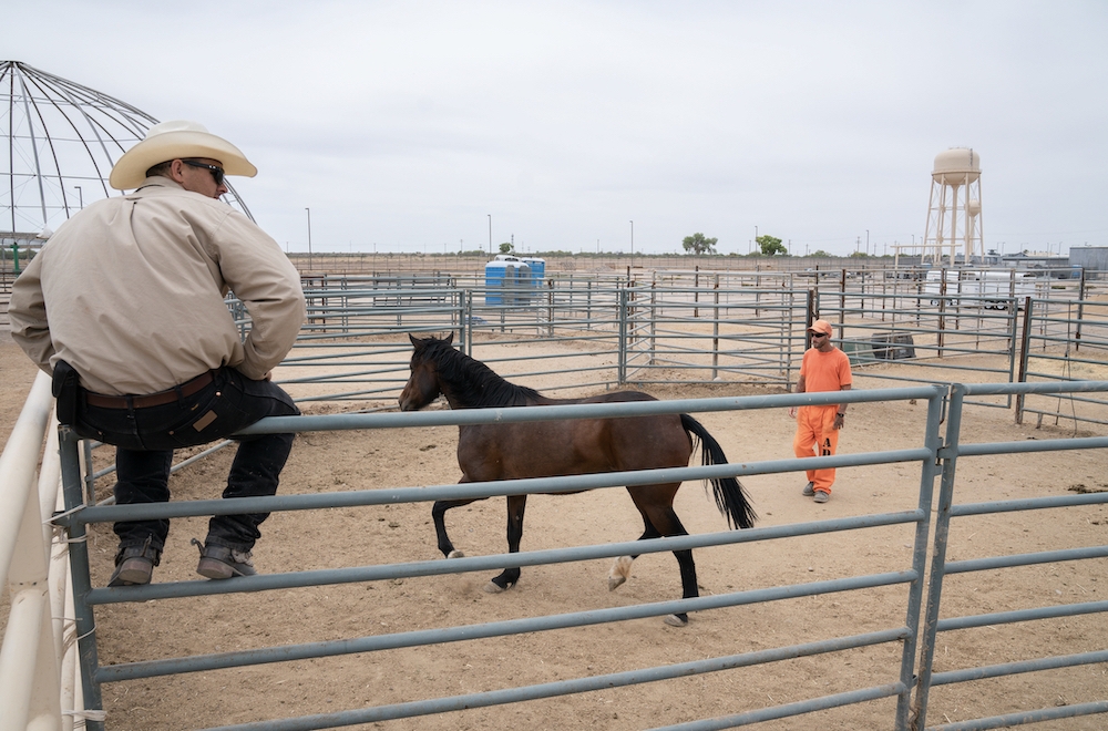 Tamed - the wild horses teaching jailbirds how to tame themselves