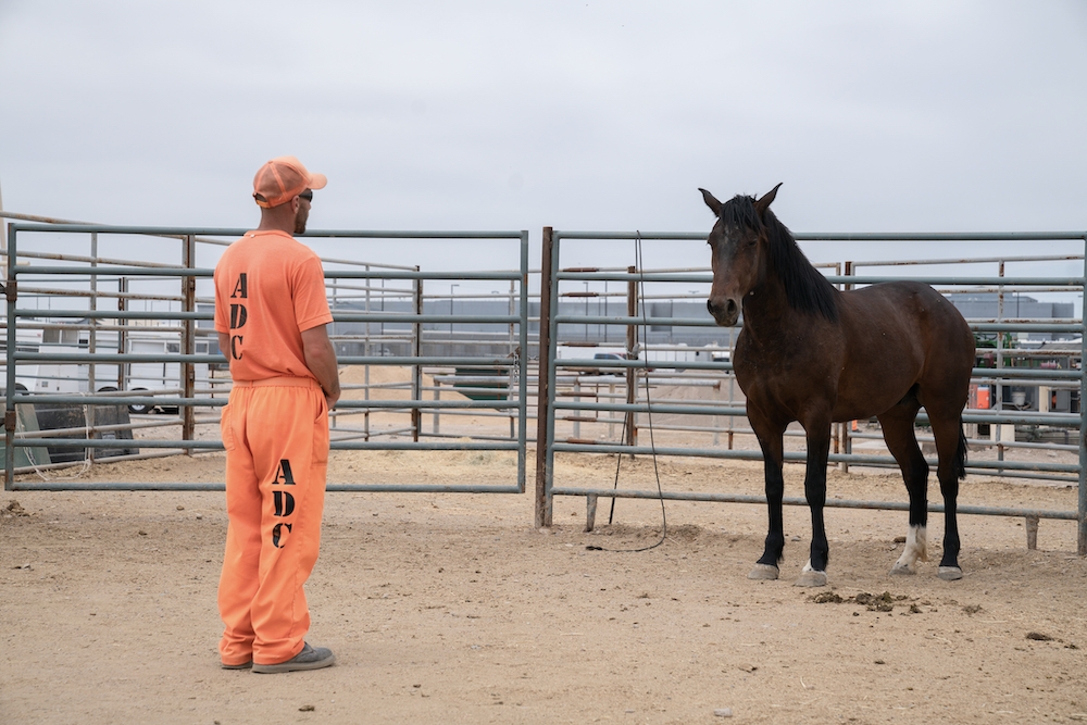 Tamed - the wild horses teaching jailbirds how to tame themselves