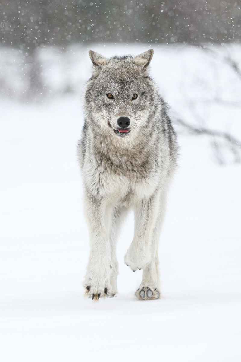 MAHIKAN - The wild wolves of Far North Canada