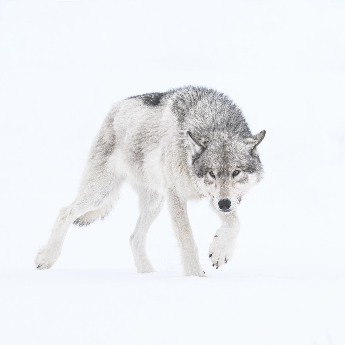 MAHIKAN - The wild wolves of Far North Canada