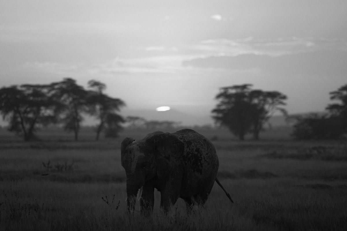 Silent Safari
