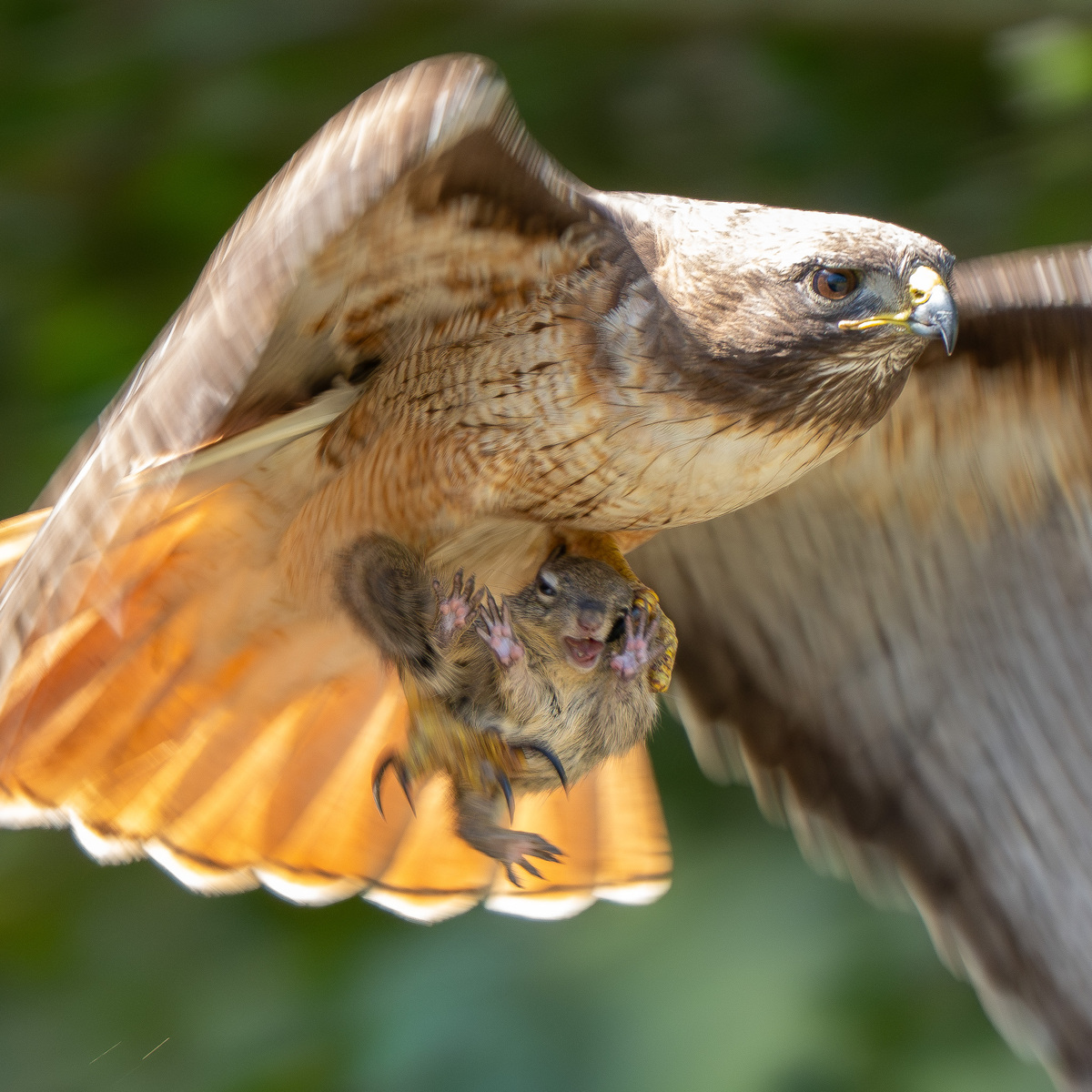 Red-tailed Hawk with Prey