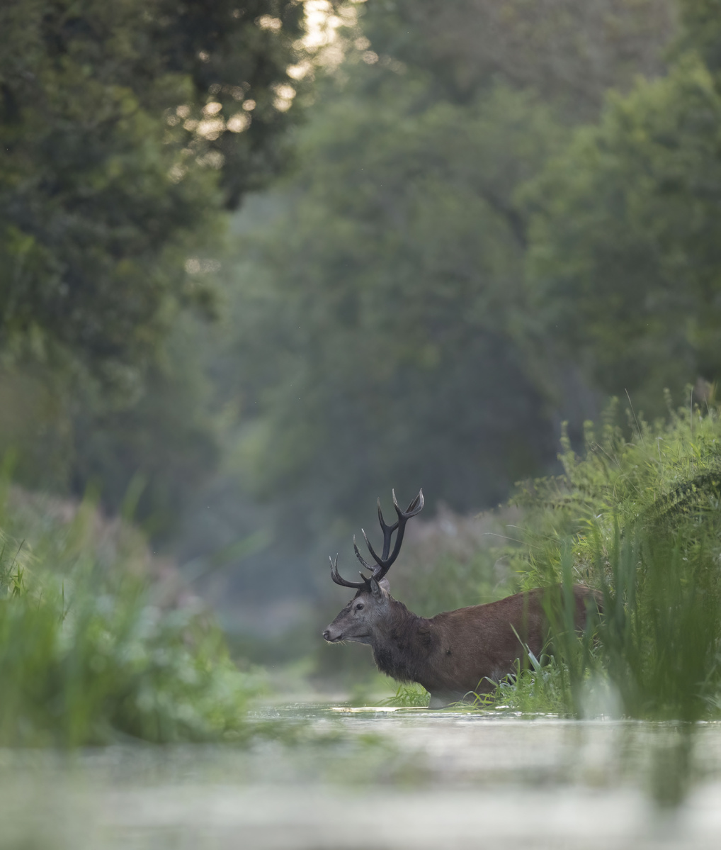 Deer