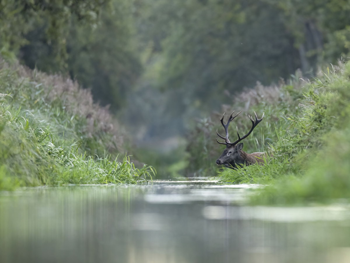 Deer