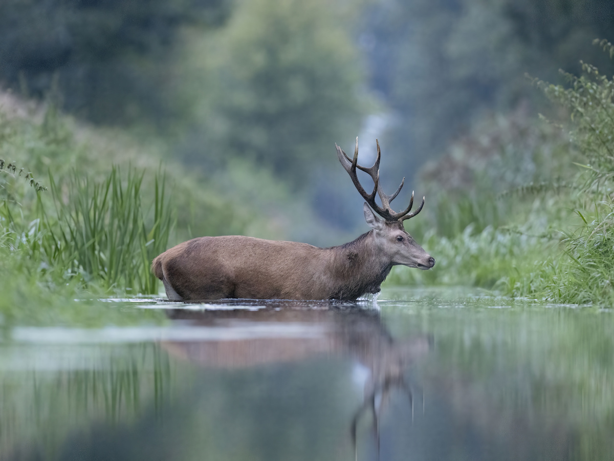 Deer