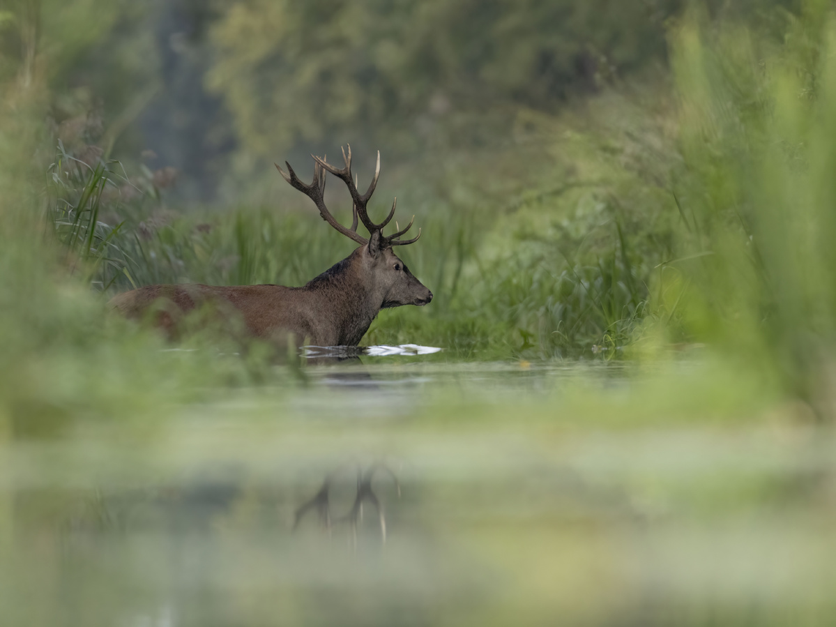 Deer