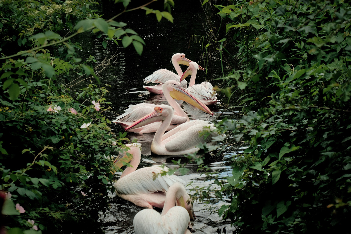 Pelicans Assemble