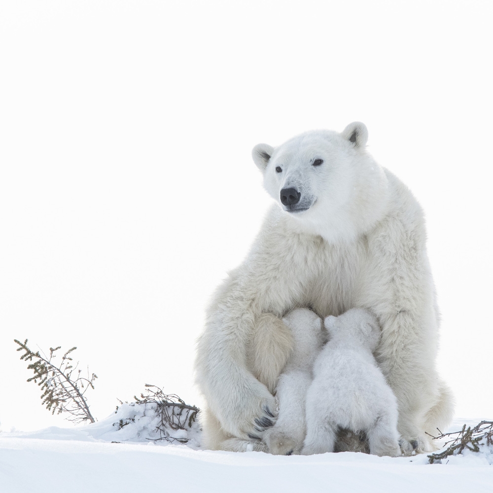 Wapusk Polar Bears