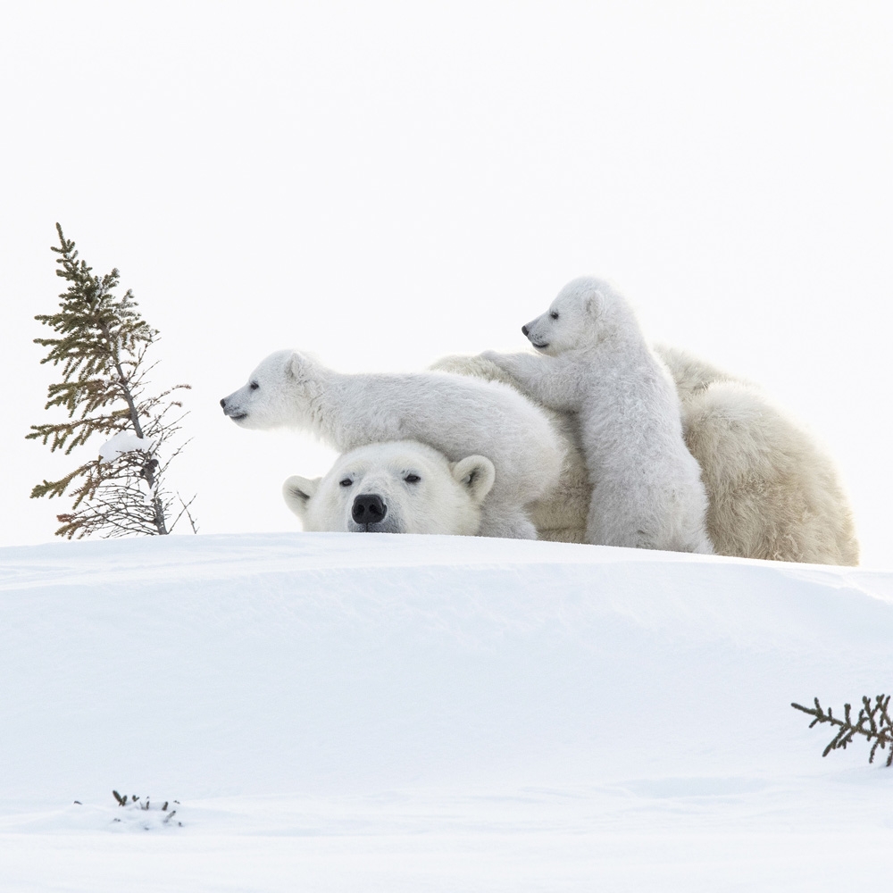 Wapusk Polar Bears