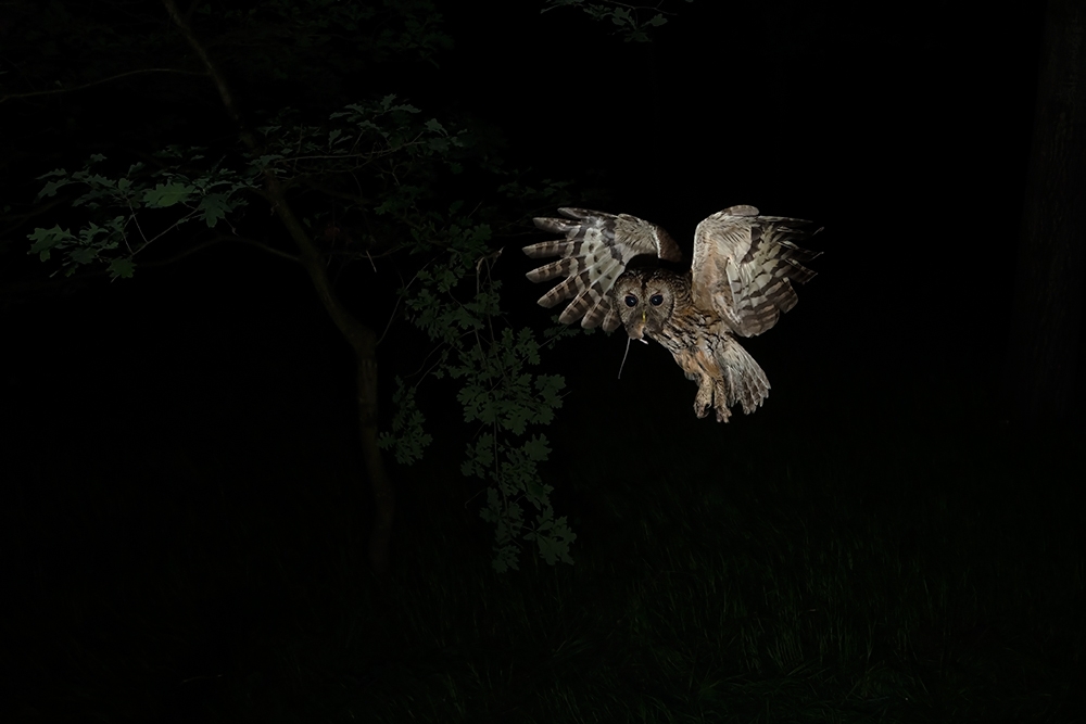 Unexpected world of nature