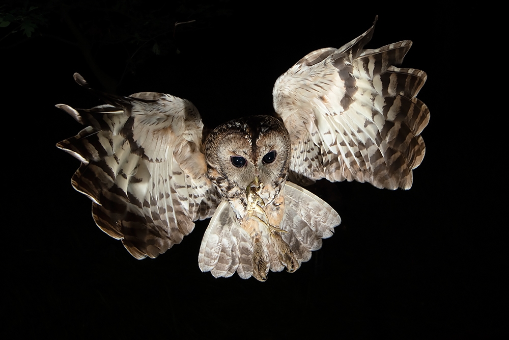 Unexpected world of nature