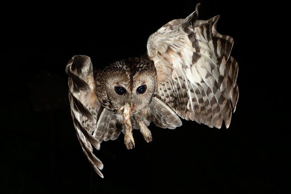 Unexpected world of nature