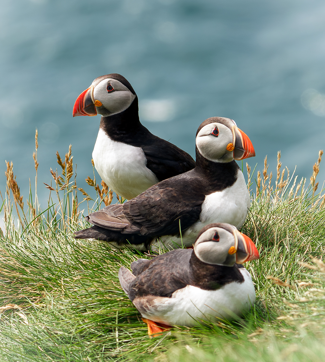 Iceland and more