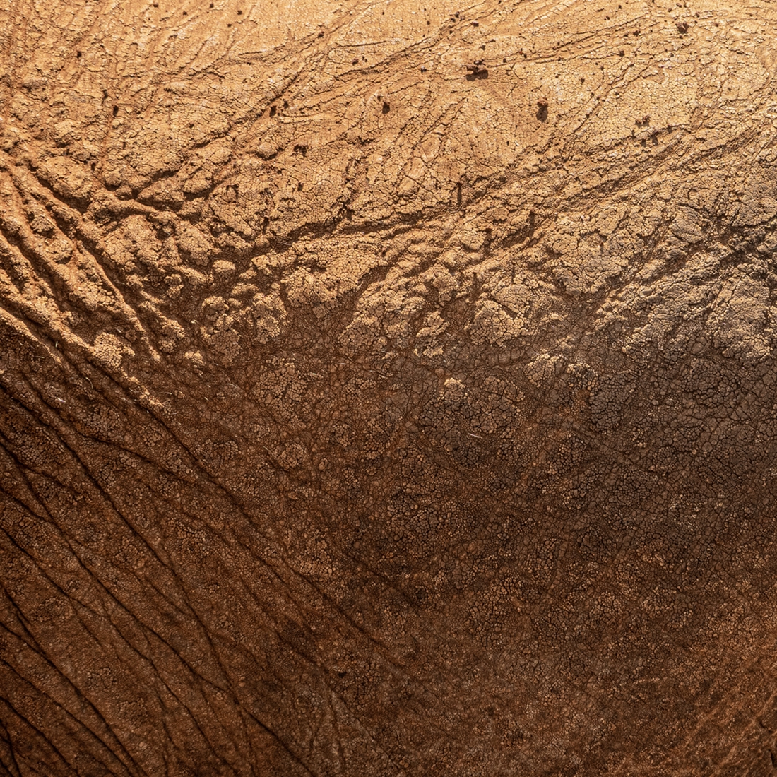 Africa