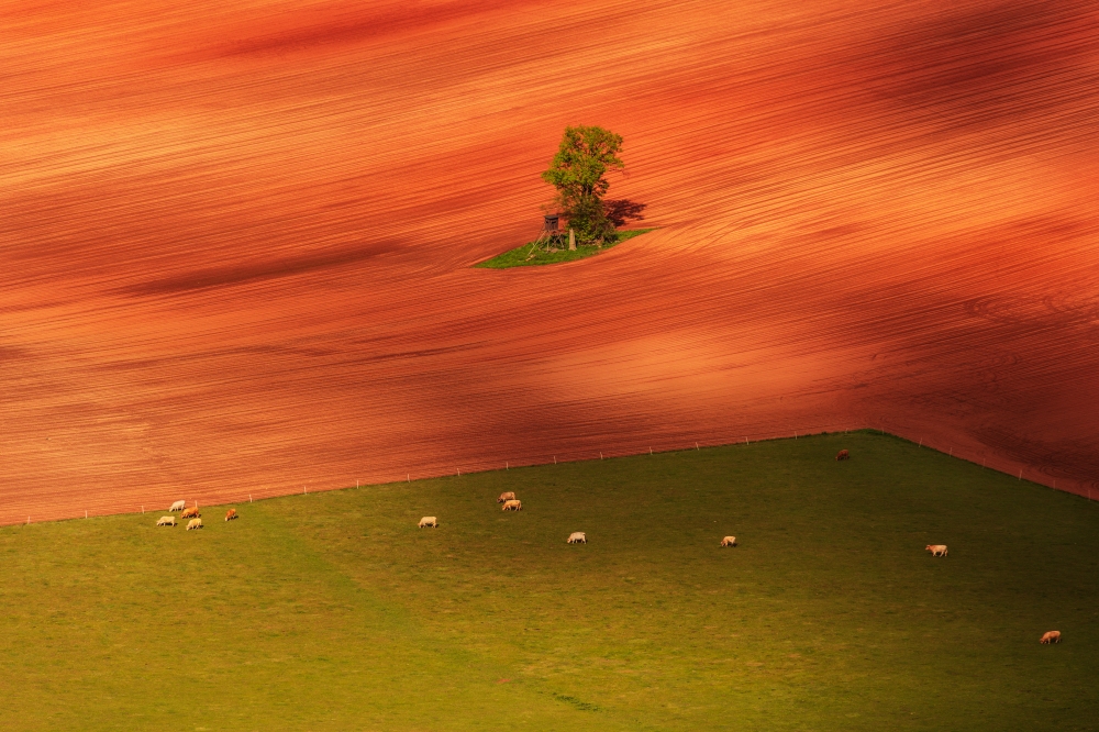 On the pasture