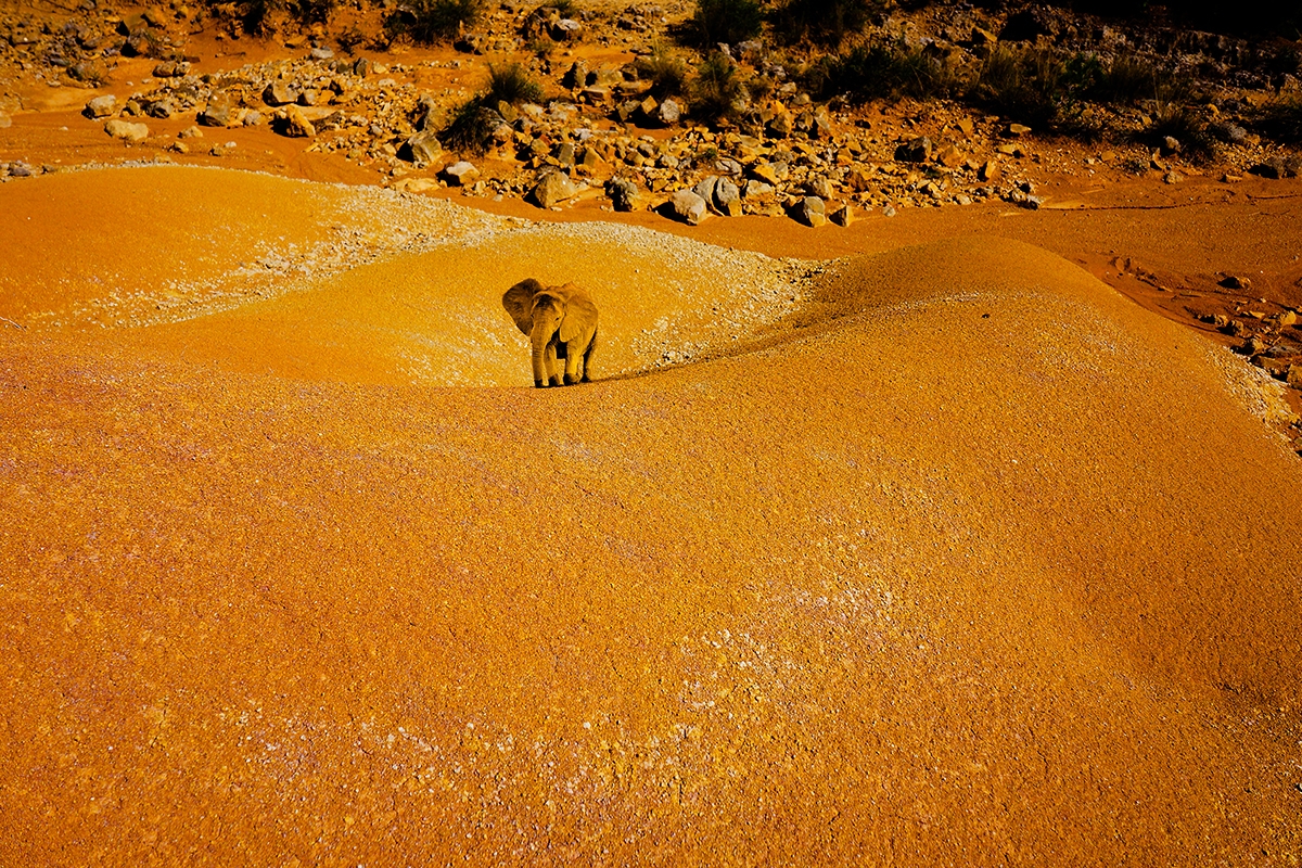 On the trail of the elephants