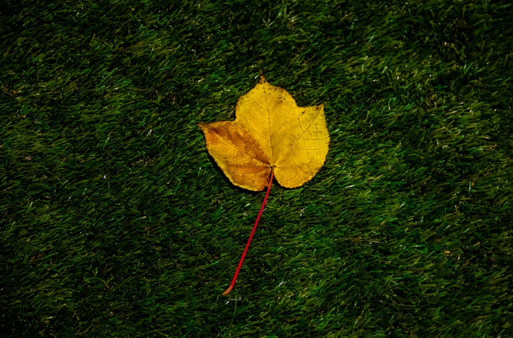 Fall
