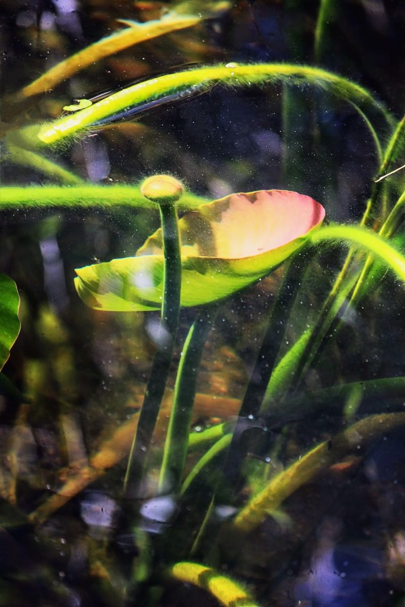 Wetland Beauty