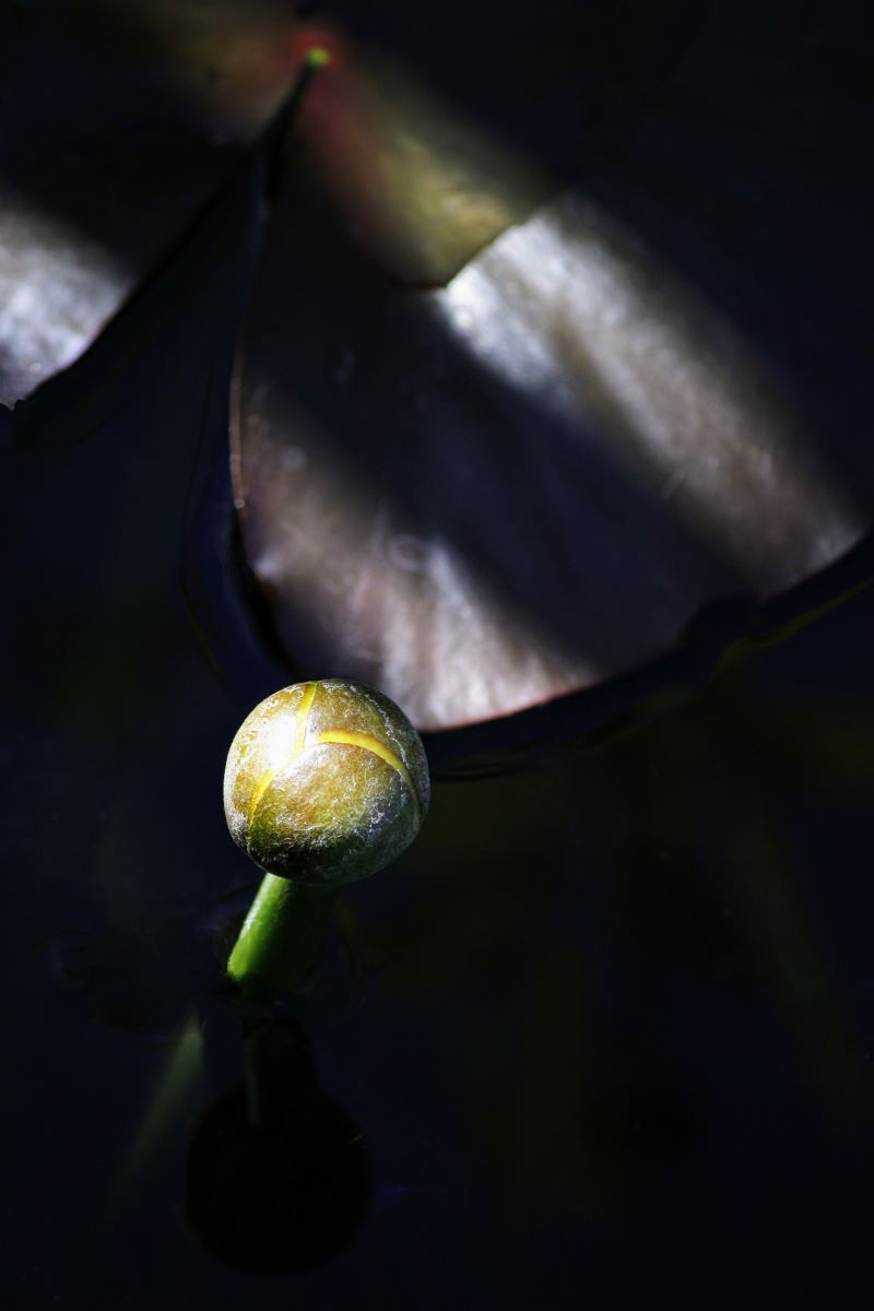 Wetland Beauty
