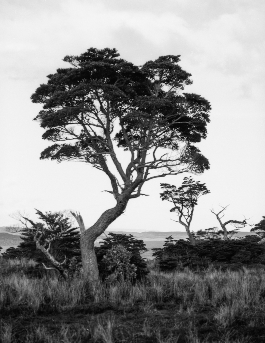 pathagonian trees