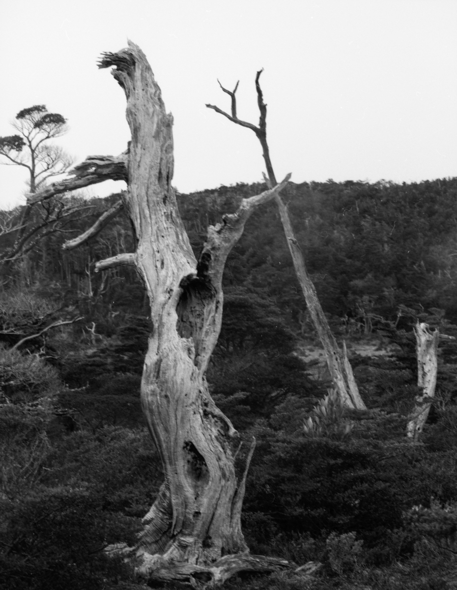 pathagonian trees