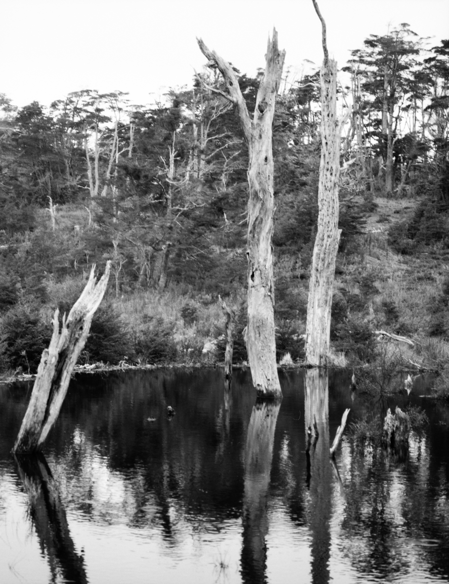 pathagonian trees