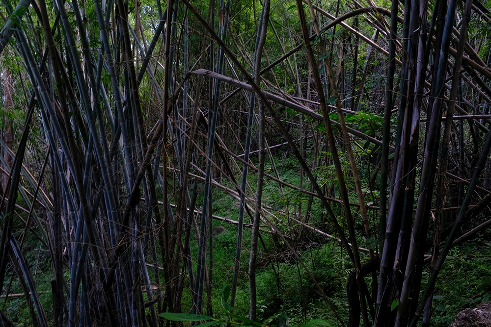 Blue Nature