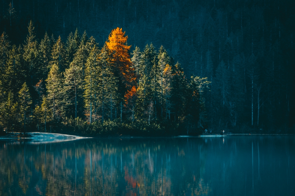 The forest and the lake.