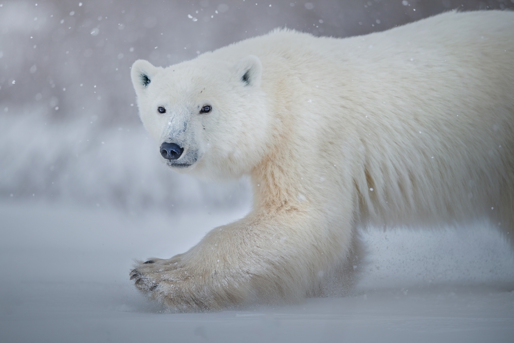 His Majesty the Polar Bear