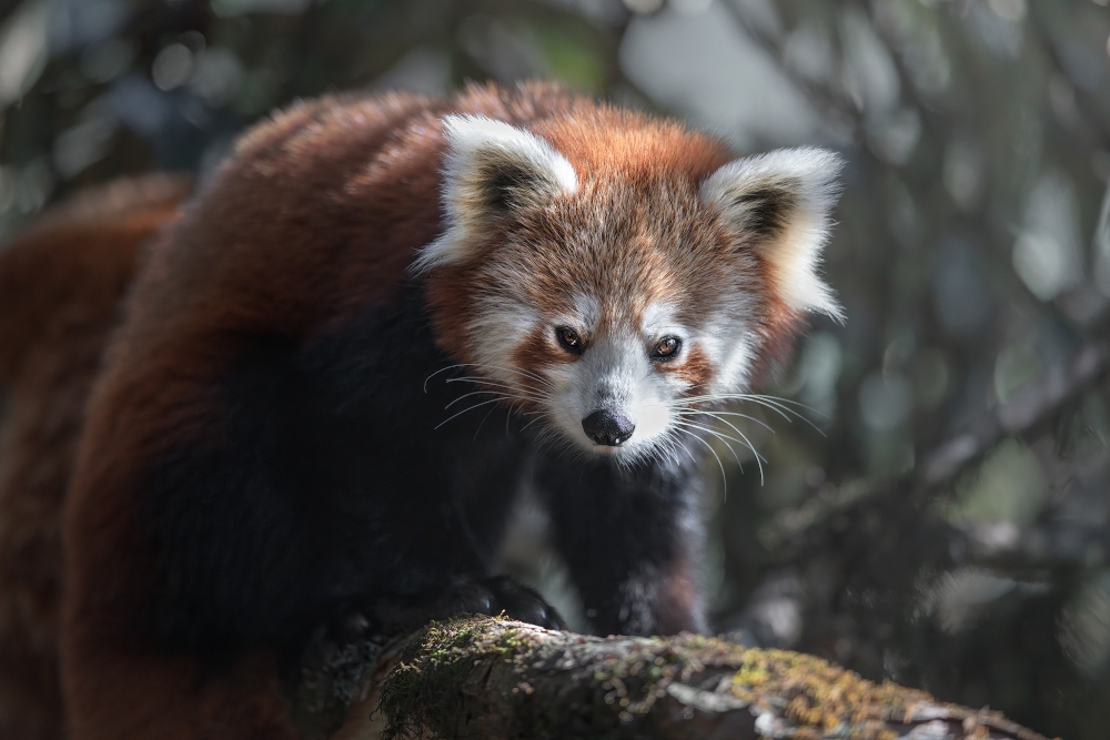 Fairy-tale Bamboo forest