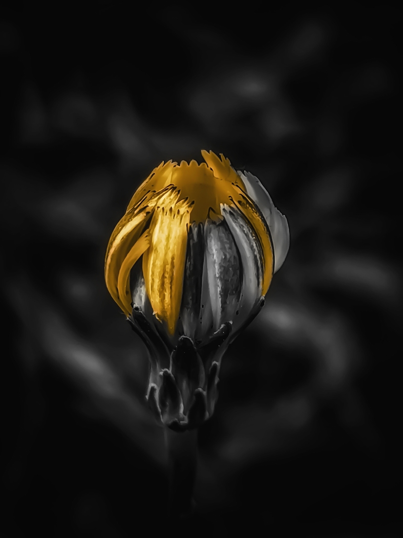 Awareness Blooms