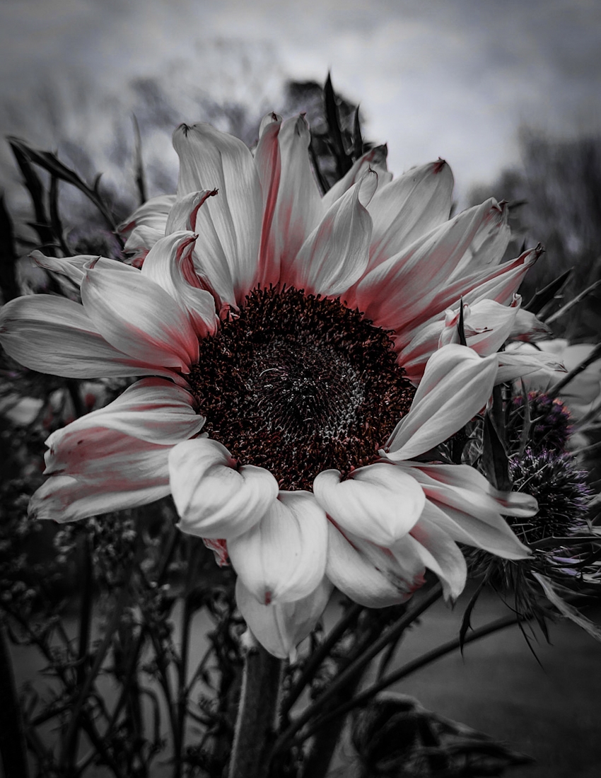 Awareness Blooms