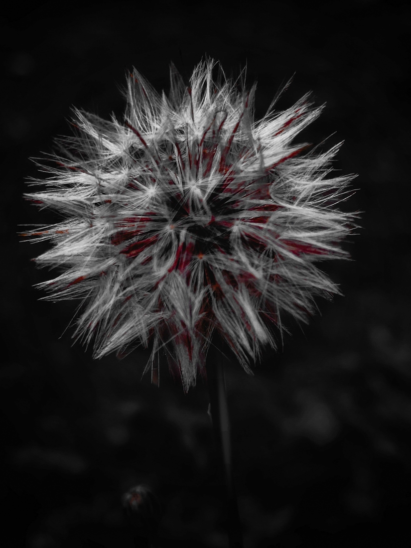 Awareness Blooms