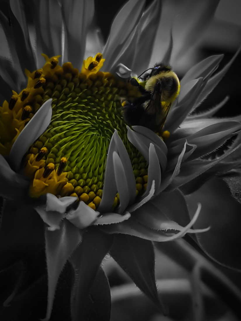 Awareness Blooms