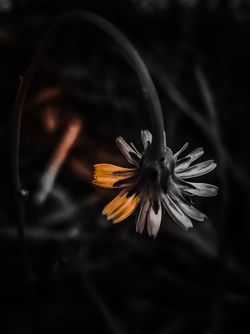 Awareness Blooms