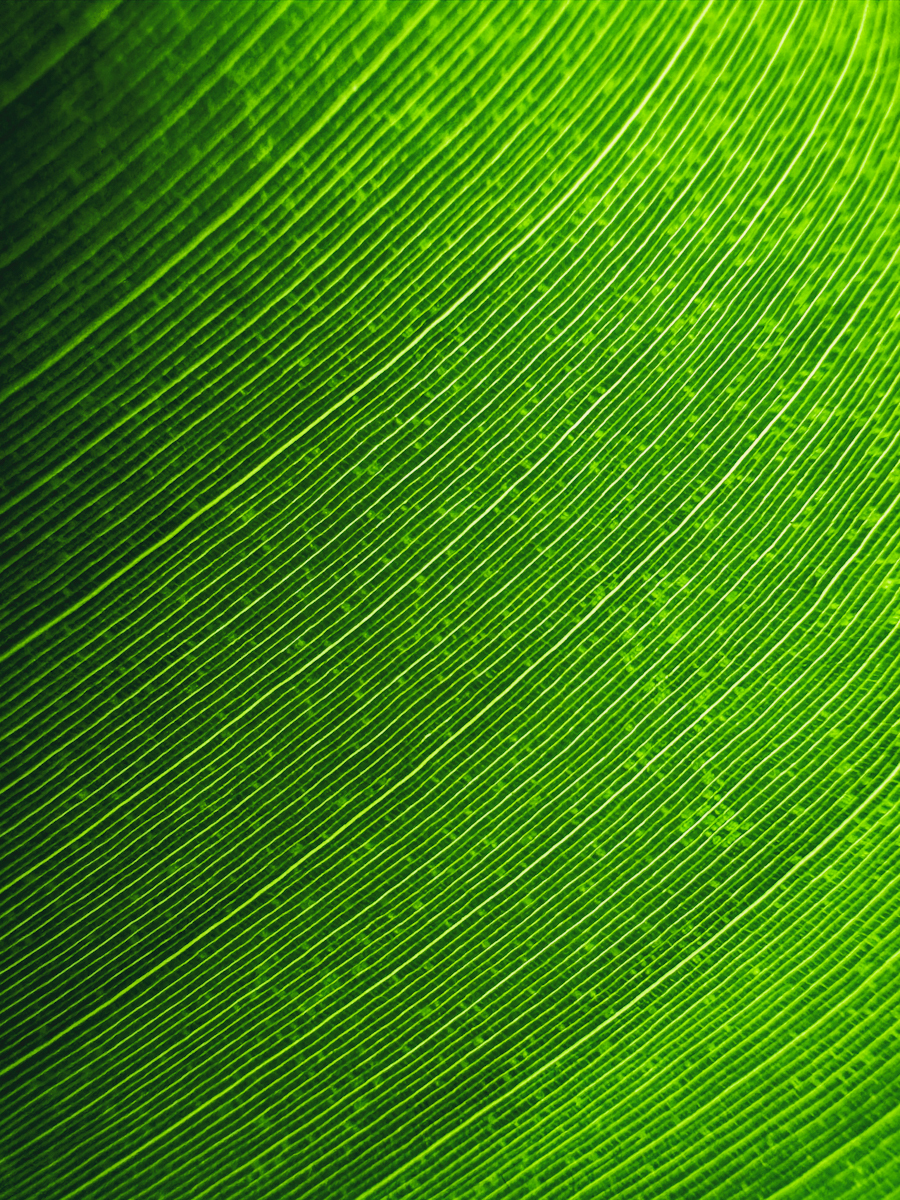 Green lines