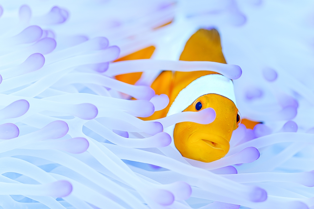 anemonefish