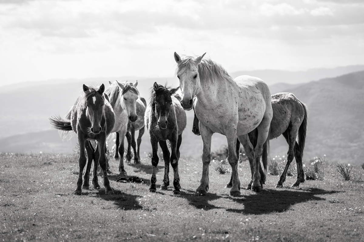 Playful equine grace