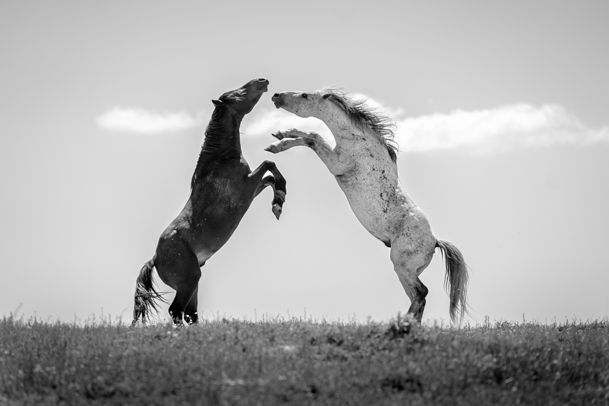 Playful equine grace
