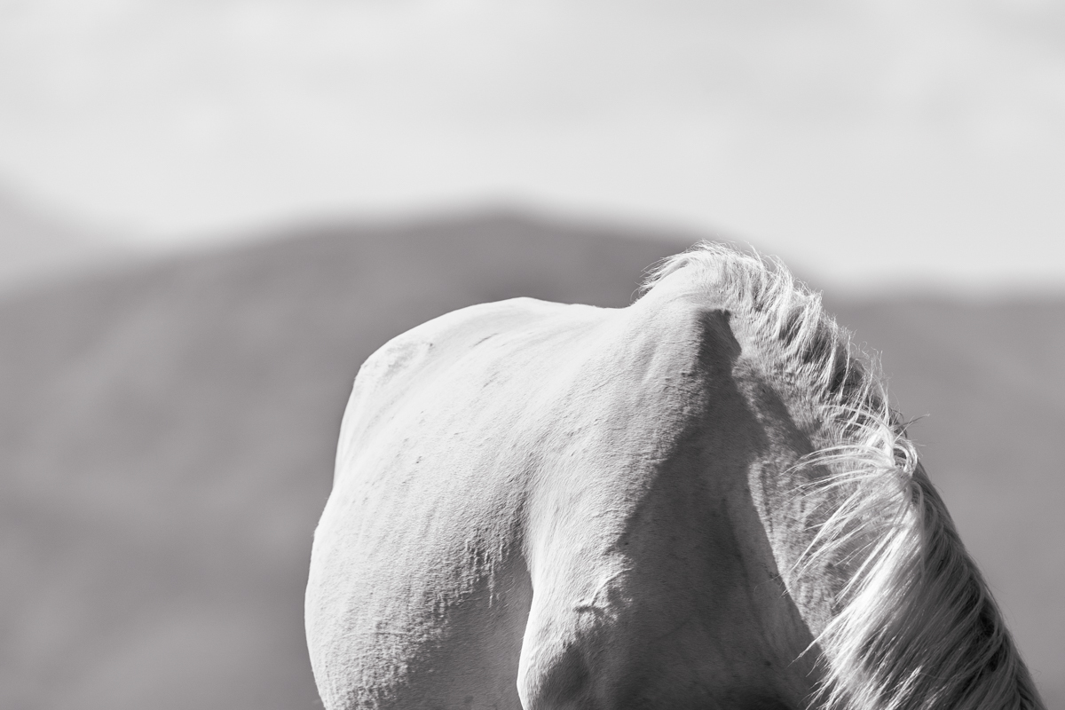 Playful equine grace